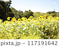 ひまわり畑で撮りました。 117191642