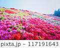 ツツジ畑　鮮やかな花達 117191643