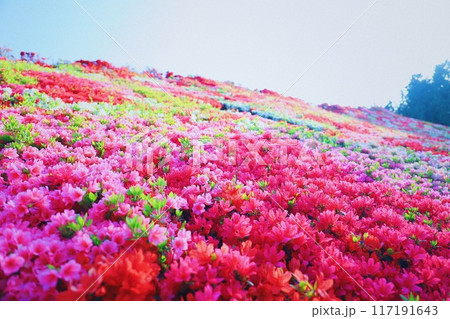 ツツジ畑　鮮やかな花達 117191643