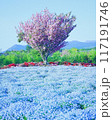 ネモフィラの丘に咲く桜の木 117191746