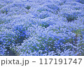 ネモフィラ畑 117191747