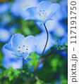 青いネモフィラ 117191750