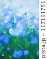 ネモフィラの青い花 117191751