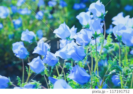 青いネモフィラ 青いネモフィラ 117191752