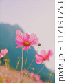 夕日に照らされるコスモス 117191753