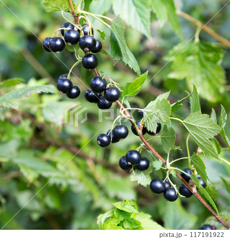 Black currant. 117191922