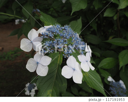 六義園の木陰に咲くガクアジサイの花 六義園の木陰に咲くガクアジサイの花 117191953