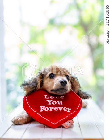 カニンヘンダックスフンドの仔犬 117191965