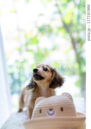 カニンヘンダックスフンドの仔犬 カニンヘンダックスフンドの仔犬 117191966