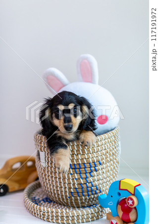 籠に入ったカニンヘンダックスフンドの仔犬 117191972