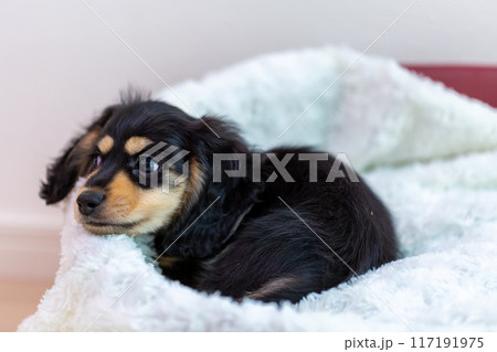 カニンヘンダックスフンドの仔犬 カニンヘンダックスフンドの仔犬 117191975