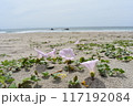 砂浜と花 117192084