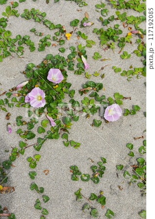 砂浜と花 砂浜と花 117192085
