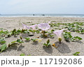 砂浜と花 117192086