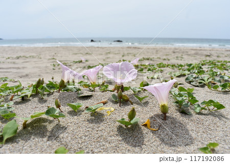 砂浜と花 砂浜と花 117192086