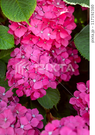 Hydrangea Flowers in the Garden 117192380