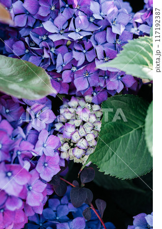 Hydrangea Flowers in the Garden 117192387