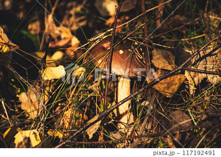 Leccinum scabrum an edible mushroom growing in the wild 117192491
