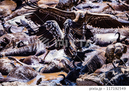 vulture at the farm vulture at the farm 117192549