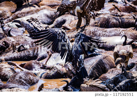 vulture at the farm 117192551