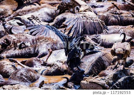 vulture at the farm 117192553