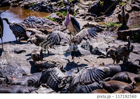 vulture at the farm vulture at the farm 117192560