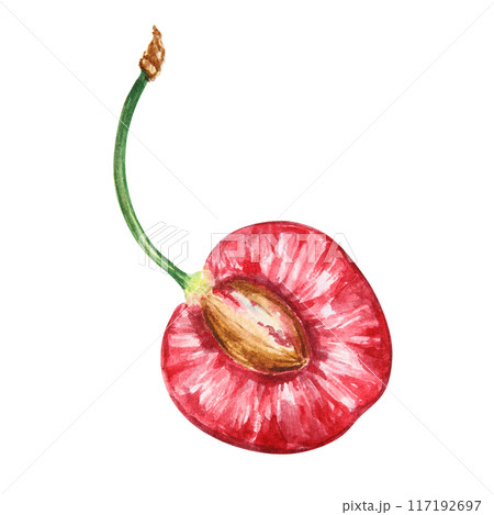 Half a red cherry. Juicy hand drawn watercolor illustration. Delicious food art, fresh botanical realistic painting. Summer berry clipart for restaurant menu, packaging of farm goods, vegan products Half a red cherry. Juicy hand drawn watercolor illustration. Delicious food art, fresh botanical realistic painting. Summer berry clipart for restaurant menu, packaging of farm goods, vegan products 117192697