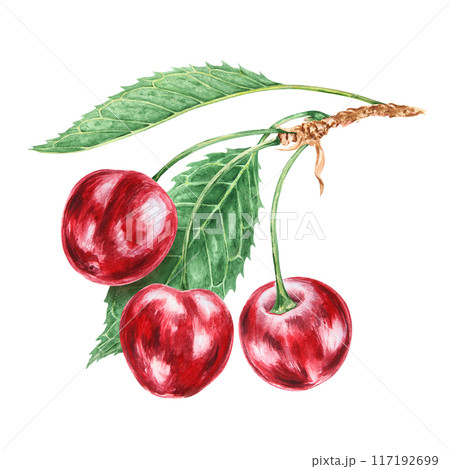 Red cherry branch with green leaf. Juicy hand drawn watercolor illustration. Delicious food art, fresh botanical realistic painting. Summer berry clipart for menu, prints for farm goods, vegan product 117192699