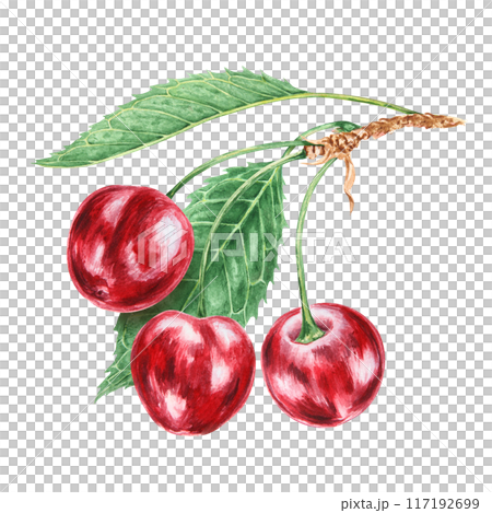 Red cherry branch with green leaf. Juicy hand drawn watercolor illustration. Delicious food art, fresh botanical realistic painting. Summer berry clipart for menu, prints for farm goods, vegan product 117192699