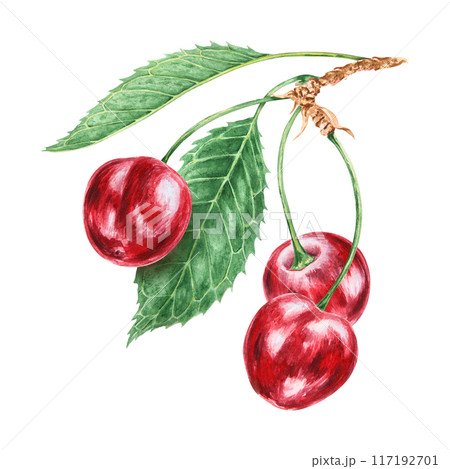 Red cherry branch with green leaf. Juicy hand drawn watercolor illustration. Delicious food art, fresh botanical realistic painting. Summer berry clipart for menu, prints for farm goods, vegan product 117192701