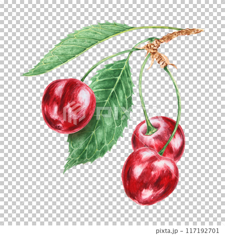 Red cherry branch with green leaf. Juicy hand drawn watercolor illustration. Delicious food art, fresh botanical realistic painting. Summer berry clipart for menu, prints for farm goods, vegan product 117192701
