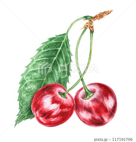 Red cherry branch with green leaf. Juicy hand drawn watercolor illustration. Delicious food art, fresh botanical realistic painting. Summer berry clipart for menu, prints for farm goods, vegan product Red cherry branch with green leaf. Juicy hand drawn watercolor illustration. Delicious food art, fresh botanical realistic painting. Summer berry clipart for menu, prints for farm goods, vegan product 117192706