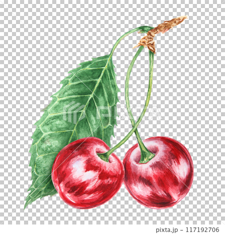 Red cherry branch with green leaf. Juicy hand drawn watercolor illustration. Delicious food art, fresh botanical realistic painting. Summer berry clipart for menu, prints for farm goods, vegan product Red cherry branch with green leaf. Juicy hand drawn watercolor illustration. Delicious food art, fresh botanical realistic painting. Summer berry clipart for menu, prints for farm goods, vegan product 117192706