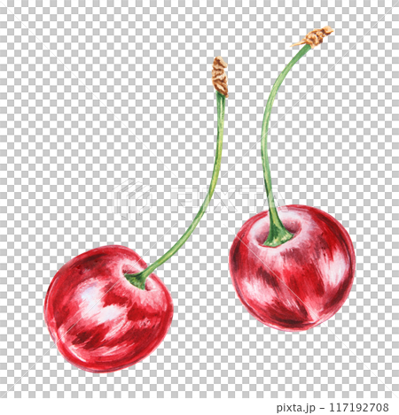 Red cherry. Juicy hand drawn watercolor illustration. Delicious food art, fresh botanical realistic painting. Summer berry clipart for restaurant menu, prints, packaging of farm goods, vegan products 117192708