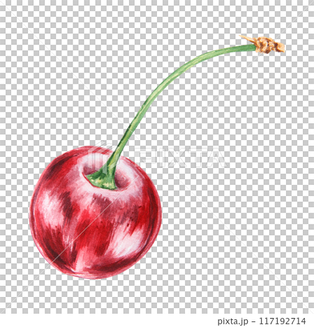 Red cherry. Juicy hand drawn watercolor illustration. Delicious food art, fresh botanical realistic painting. Summer berry clipart for restaurant menu, prints, packaging of farm goods, vegan products 117192714