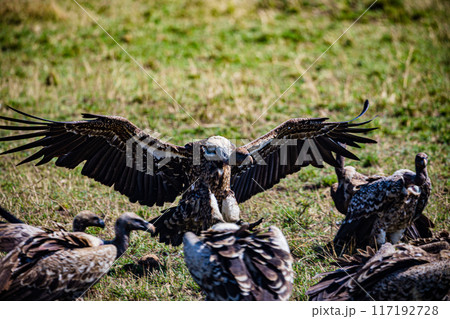 a vulture in the grass a vulture in the grass 117192728