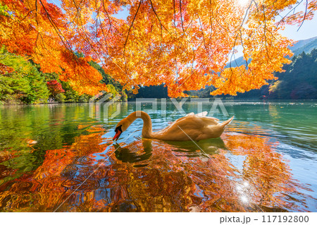 【南アルプス】 伊奈ヶ湖での紅葉と白鳥 【南アルプス】 伊奈ヶ湖での紅葉と白鳥 117192800