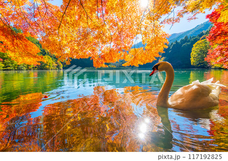 伊奈ヶ湖での紅葉と白鳥 【山梨県 南アルプス市】 伊奈ヶ湖での紅葉と白鳥 【山梨県 南アルプス市】 117192825