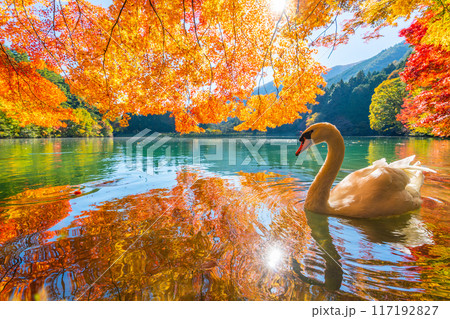 伊奈ヶ湖での紅葉と白鳥 【山梨県 南アルプス市】 伊奈ヶ湖での紅葉と白鳥 【山梨県 南アルプス市】 117192827