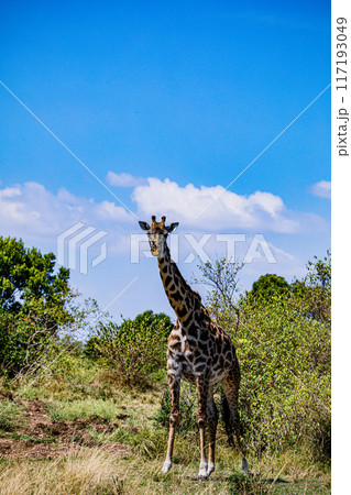 giraffe standing on the grass giraffe standing on the grass 117193049