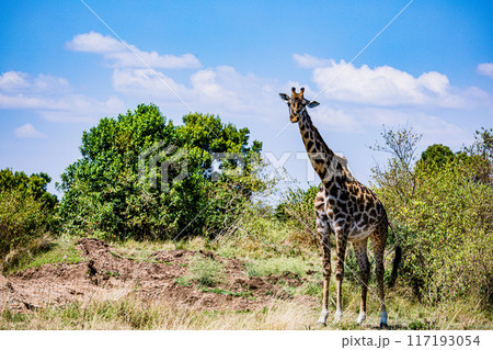 giraffe standing on the grass giraffe standing on the grass 117193054