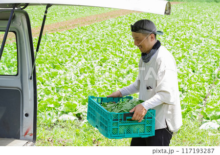 農作物を収穫する農家の男性 117193287