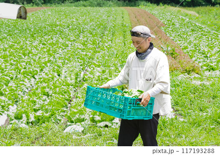農作物を収穫する農家の男性 117193288