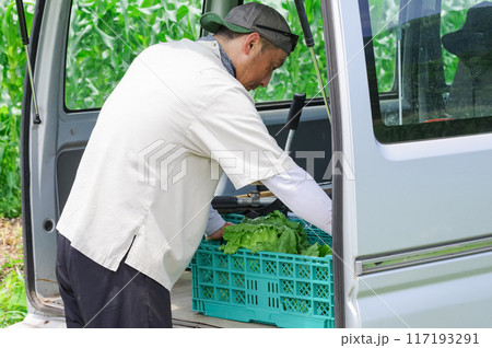 農作物を収穫する農家の男性 117193291