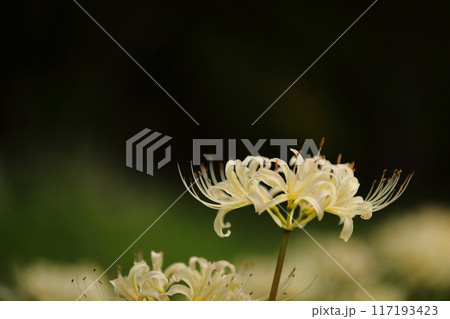 黒バックに映える白い彼岸花 黒バックに映える白い彼岸花 117193423