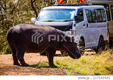Hippo Hippopotamus  117193585
