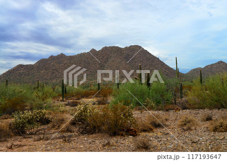San Tan Mountains Sonora Desert Arizona San Tan Mountains Sonora Desert Arizona 117193647