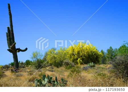 Palo Verde Tree, Sonora Desert, Spring and in bloom 117193650