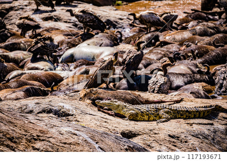 vultures wild life bird mara river maasai mara national park kenya east africa great rift valley 117193671