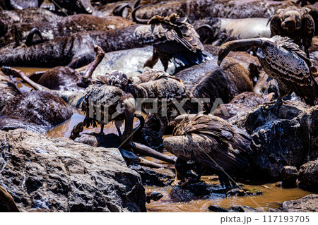 vultures wild life bird mara river maasai mara national park kenya east africa great rift valley 117193705